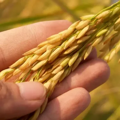 rice bran extract